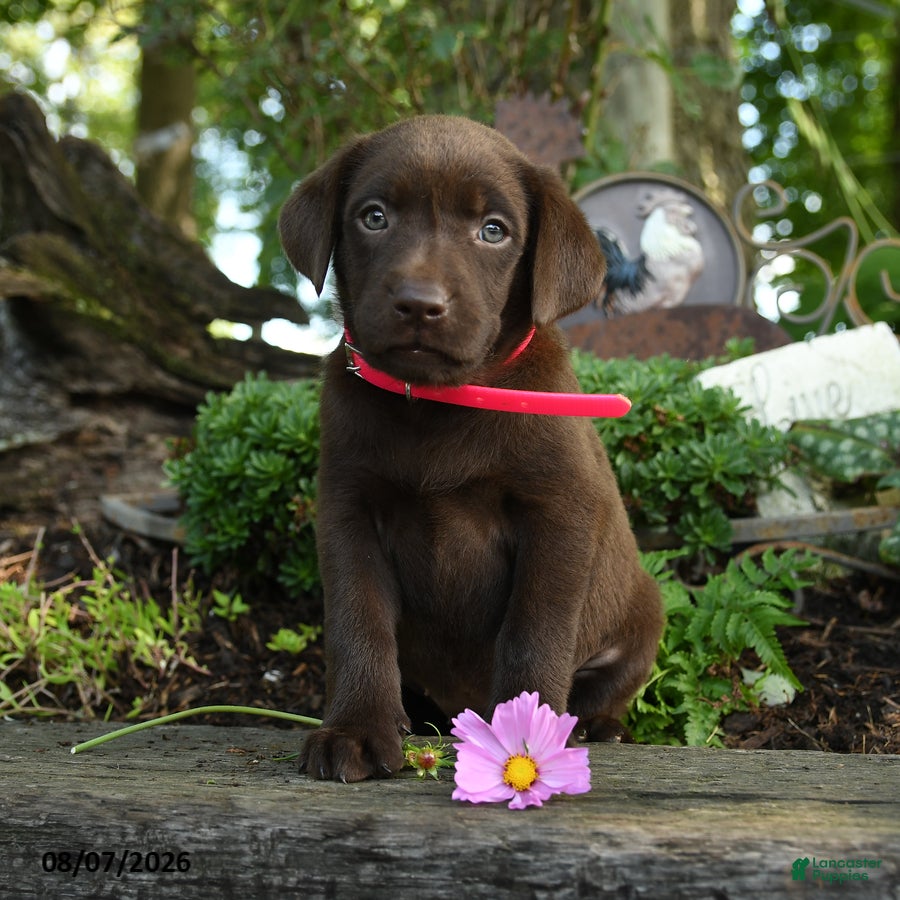 Labrador Retriever dogs Trixie - Ad 2