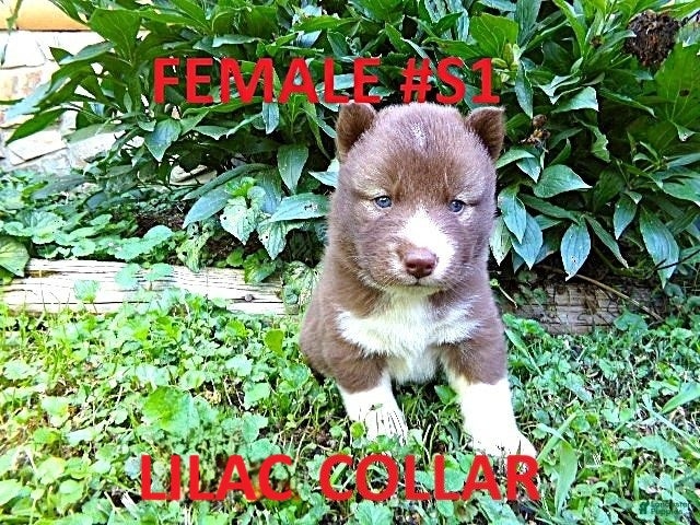 Siberian Husky dogs S1 - Ad 1