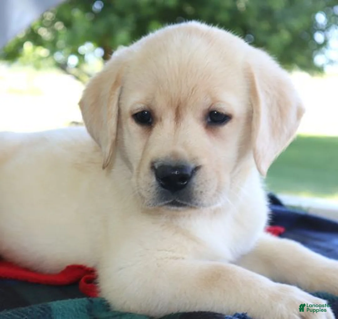 Labrador Retriever dogs for sale: Cody - Champ lines - Ad 2