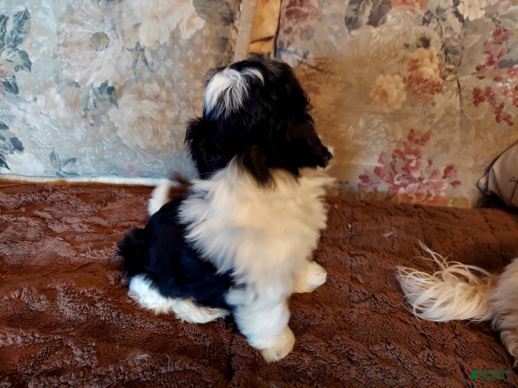Havanese dogs Havanese Puppy 2 - Ad 2