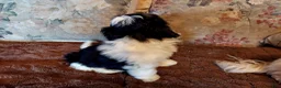 Havanese dogs for sale: Havanese Puppy 2 - Ad 2