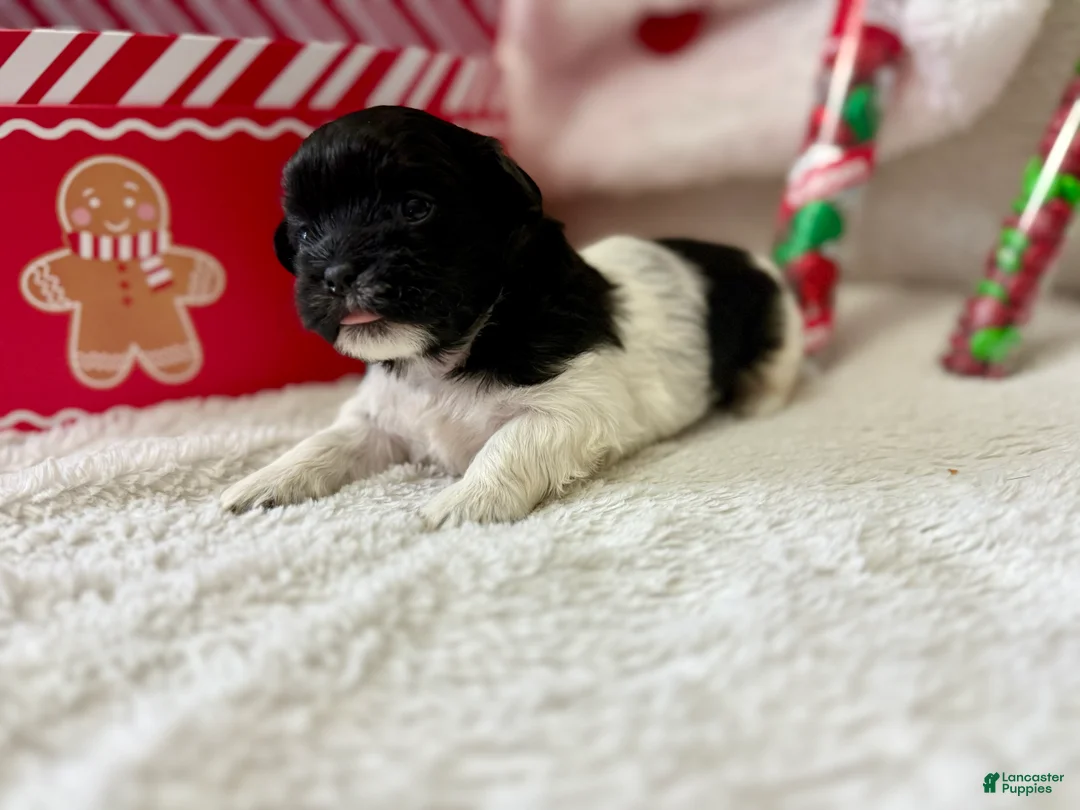 Shihpoo dogs for sale: Elphi - Ad 9