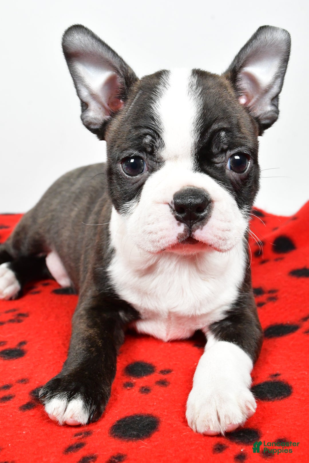 Boston Terrier dogs for sale: Rocky  - Ad 9