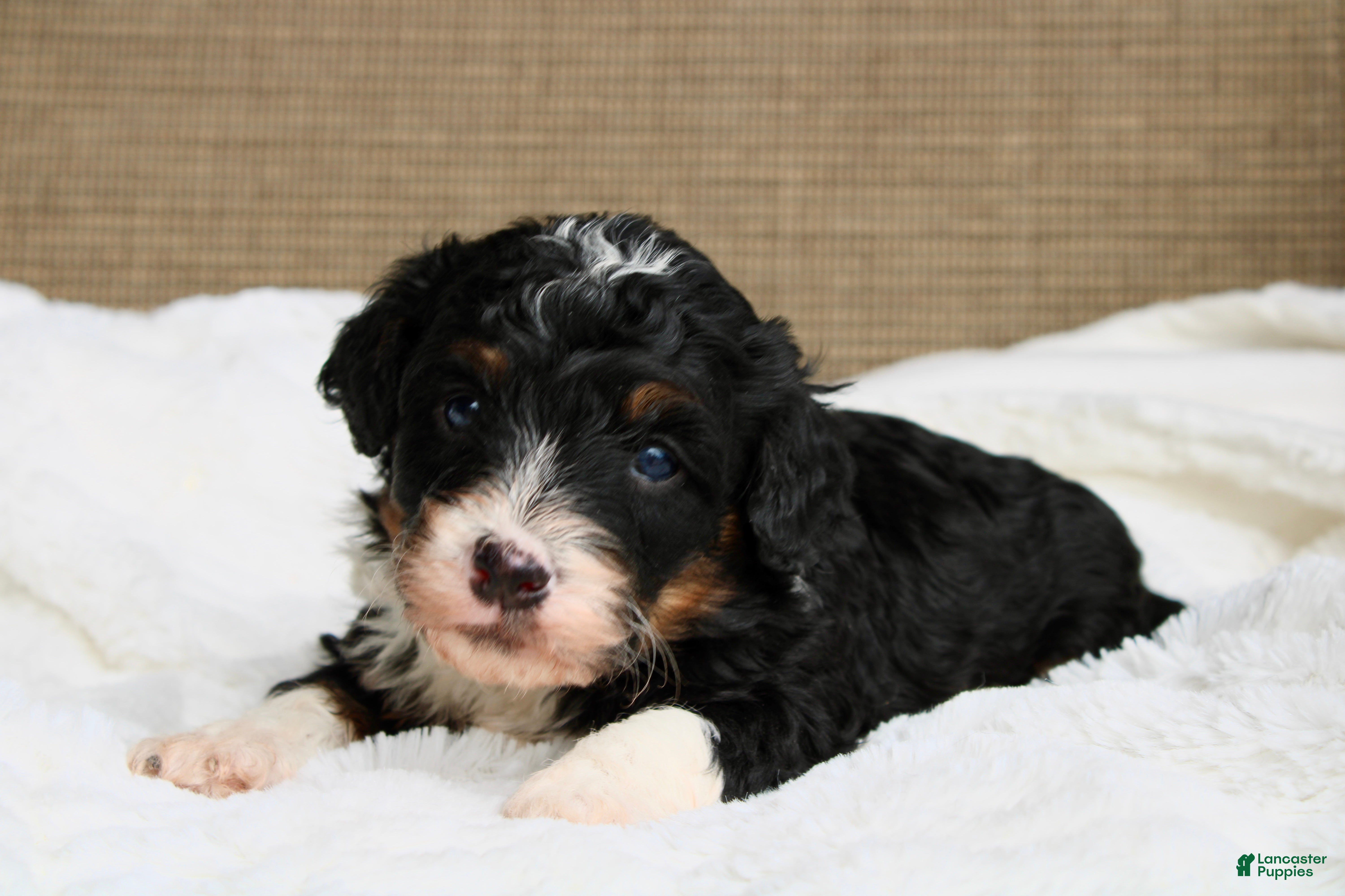 Mini Bernedoodle dogs Rover - Ad 1