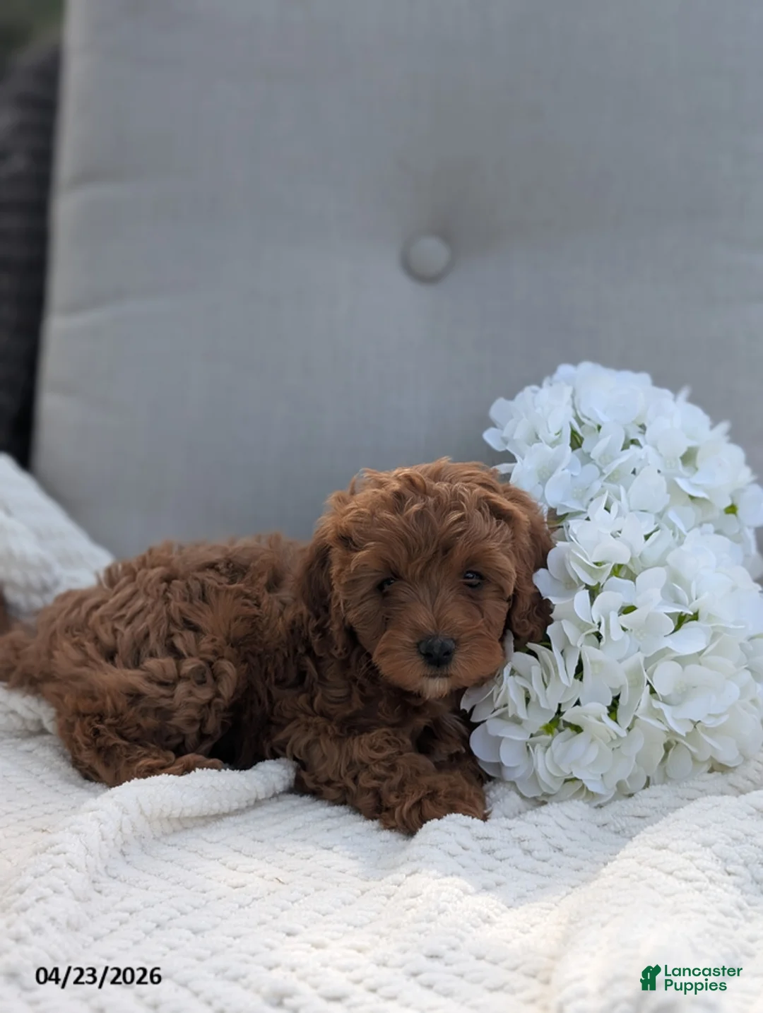 Cavapoo dogs for sale: Ashley - Ad 3