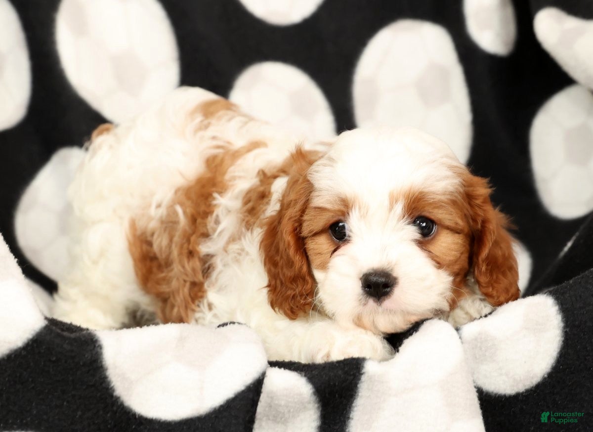 Cavapoo dogs Jill - Ad 4