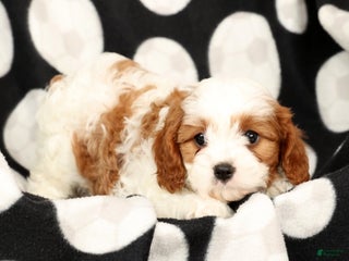 Cavapoo dogs Jill - Ad 4