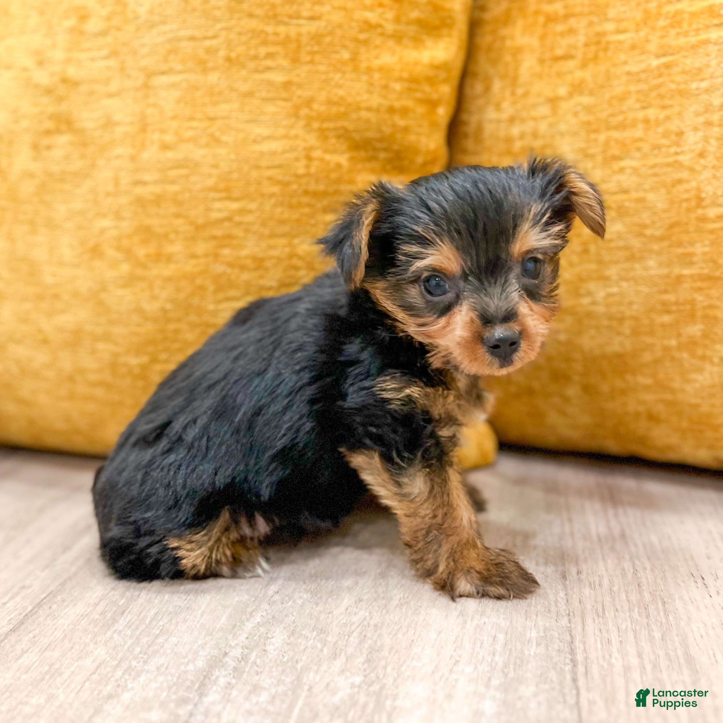 Yorkshire Terrier dogs for sale: Penny - Ad 1