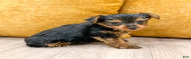 Penny