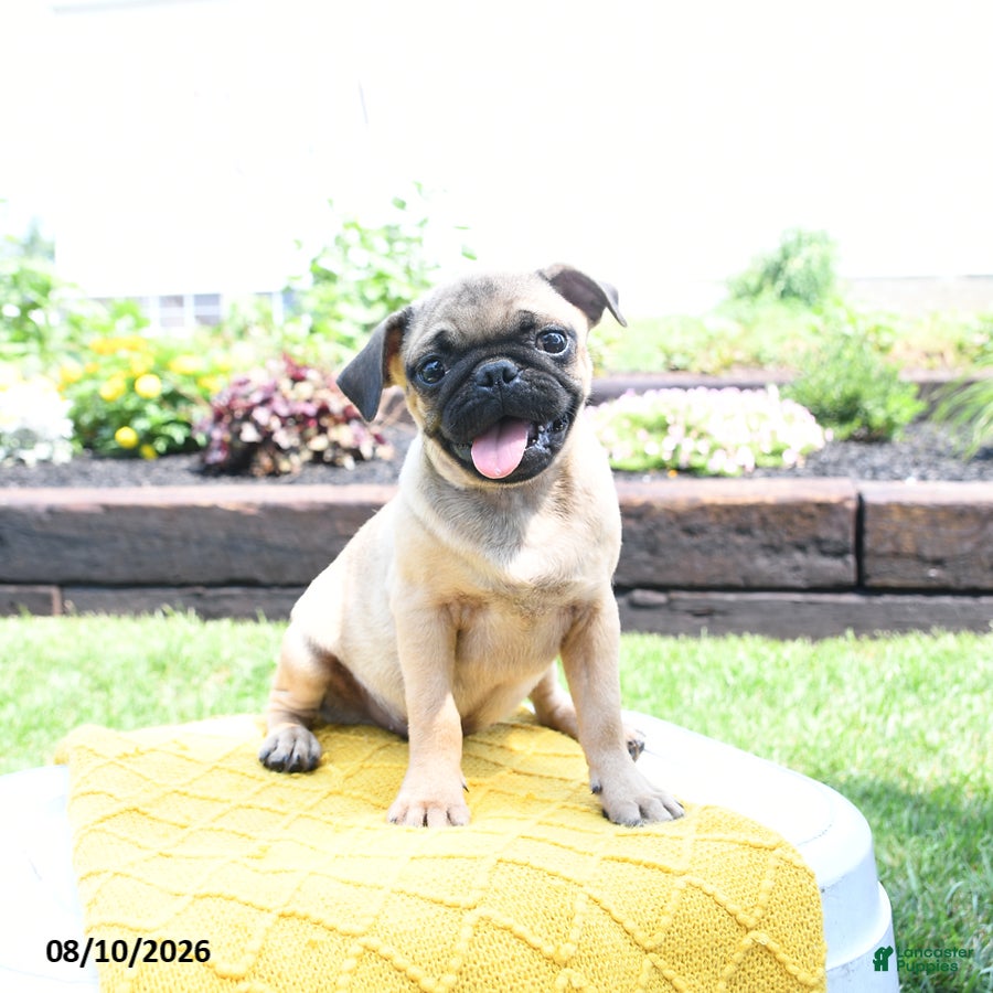 Pug dogs Conner - Ad 2