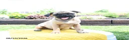 Pug dogs for sale: Conner - Ad 2