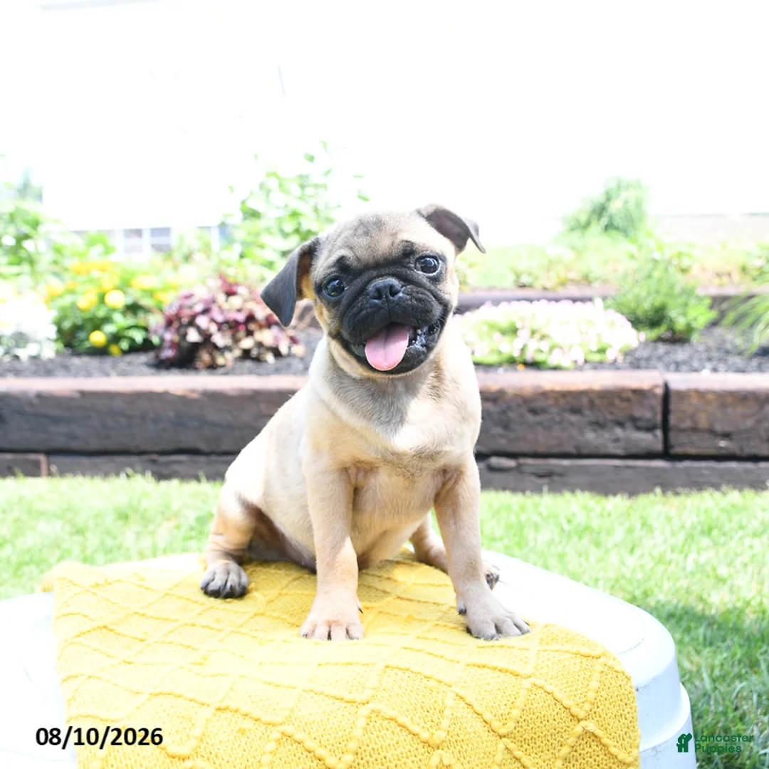 Pug dogs for sale: Conner - Ad 2