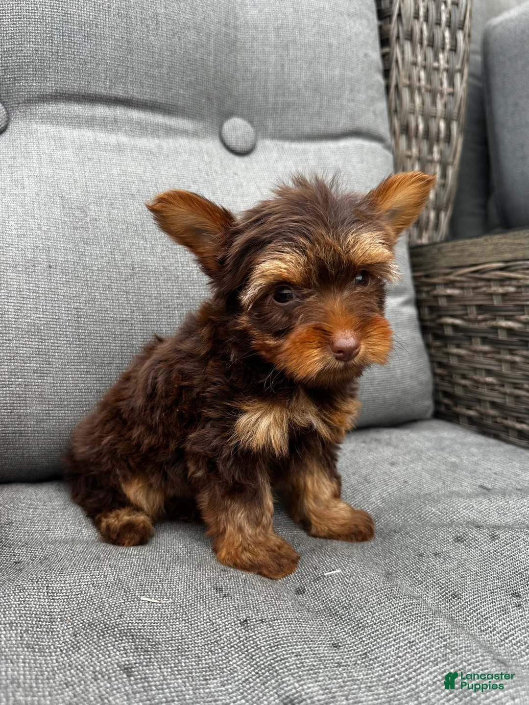 Yorkshire Terrier dogs for sale: Cash - Ad 5