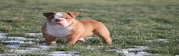 Olde English Bulldogge dogs for sale: Bluegates BOSS HOGG - Ad 1