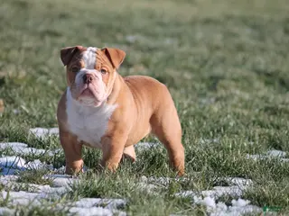 Olde English Bulldogge dogs Bluegates BOSS HOGG - Ad 13