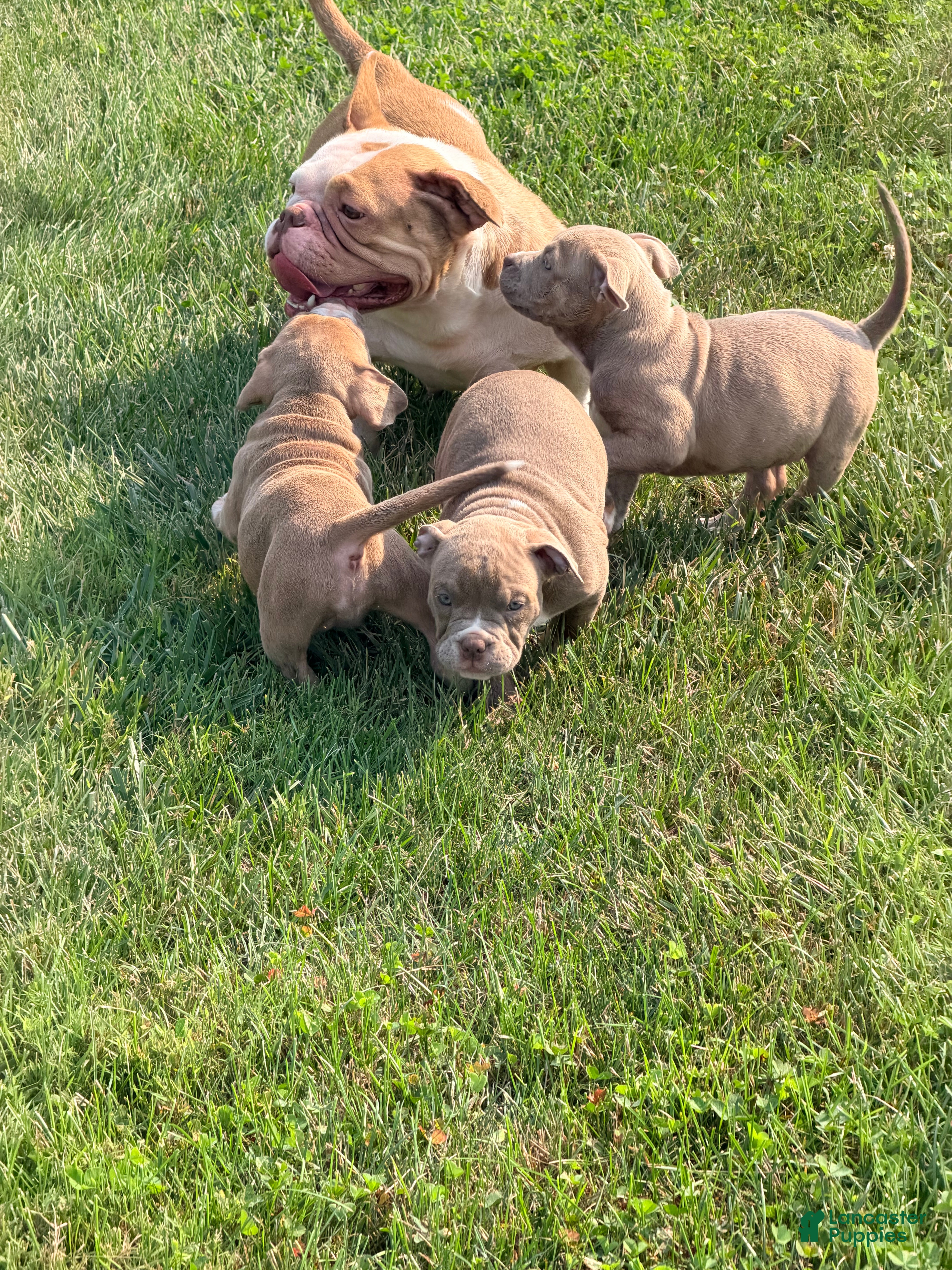 American Bully dogs American Bully 3 - Ad 35
