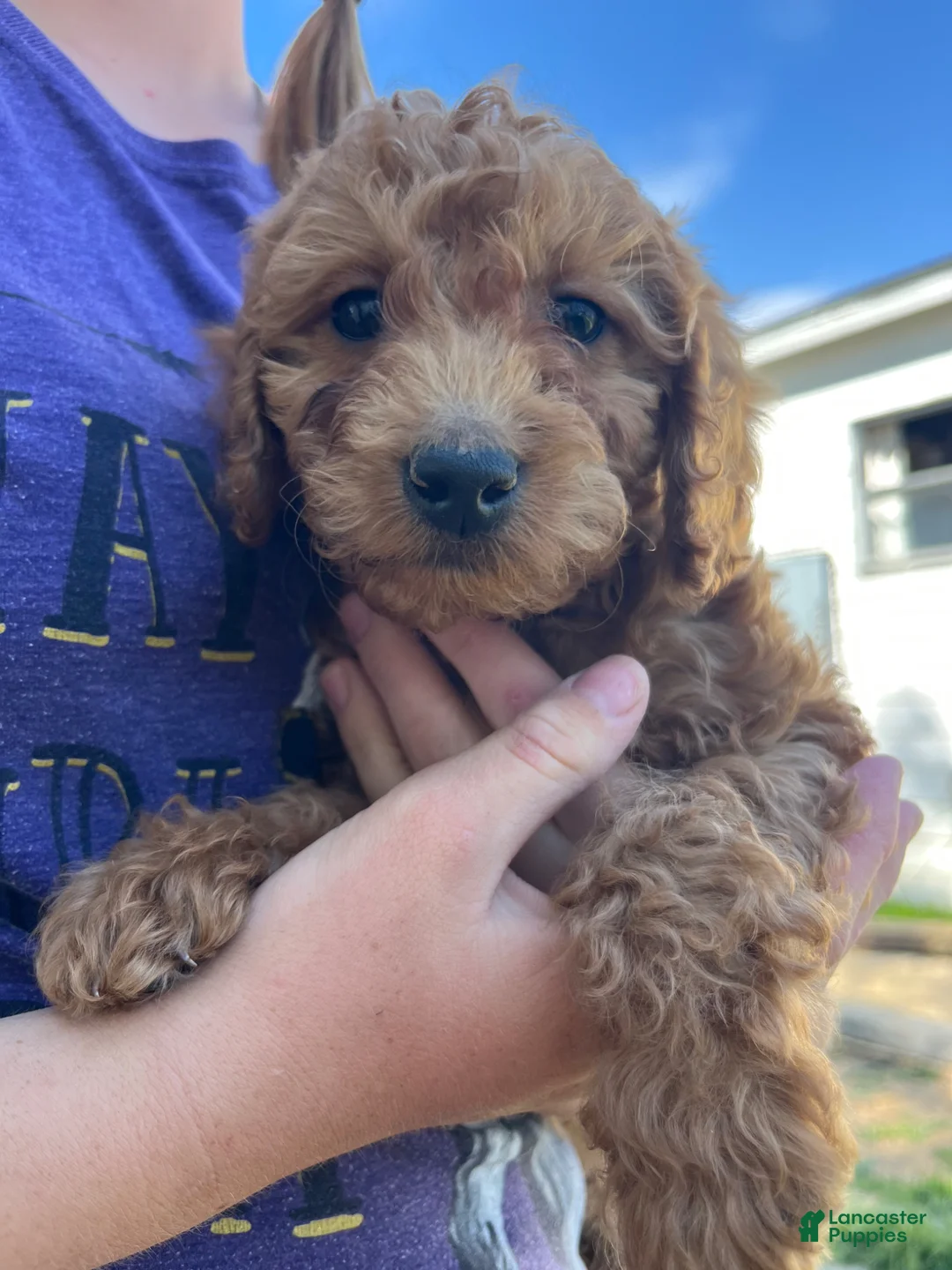 Mini Goldendoodle dogs for sale: Mini Goldendoodle Puppy 2 - Ad 2