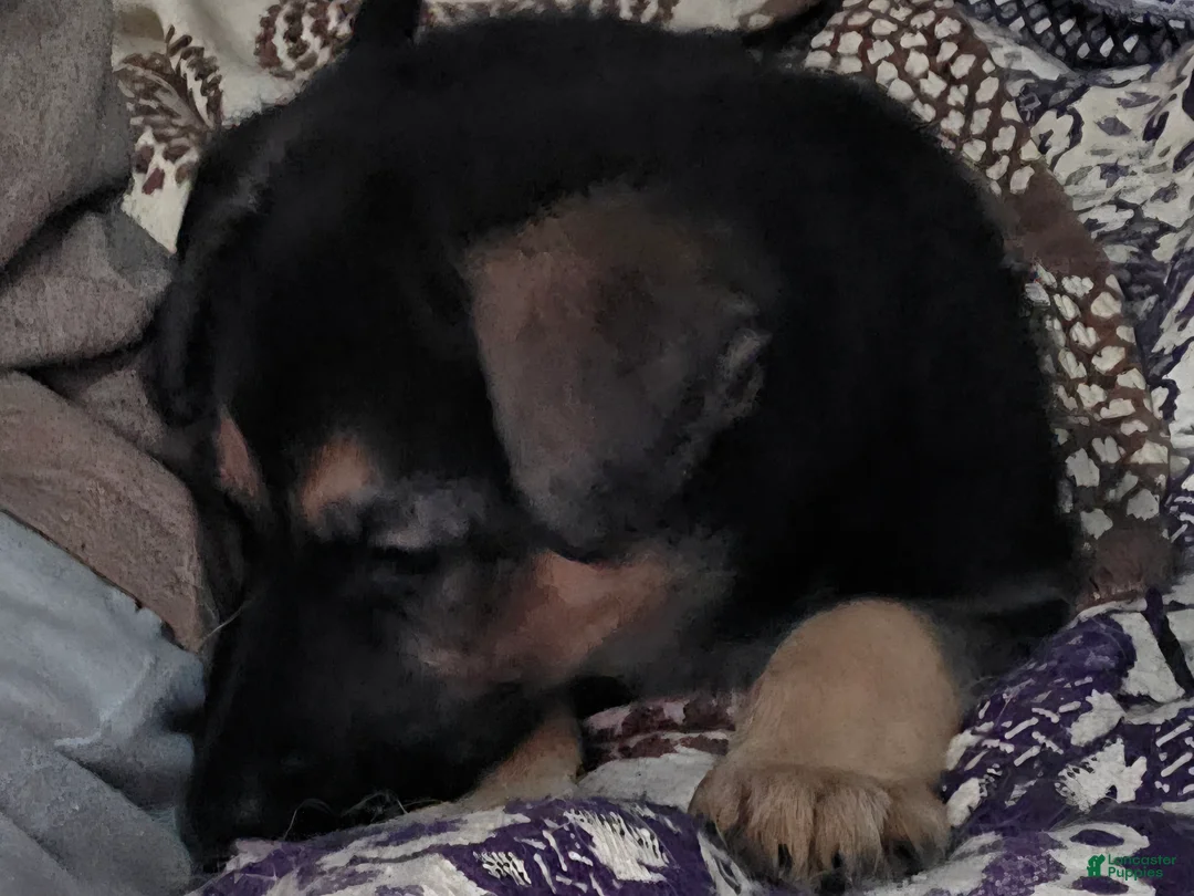 German Shepherd dogs for sale: Nova (10) - Ad 3