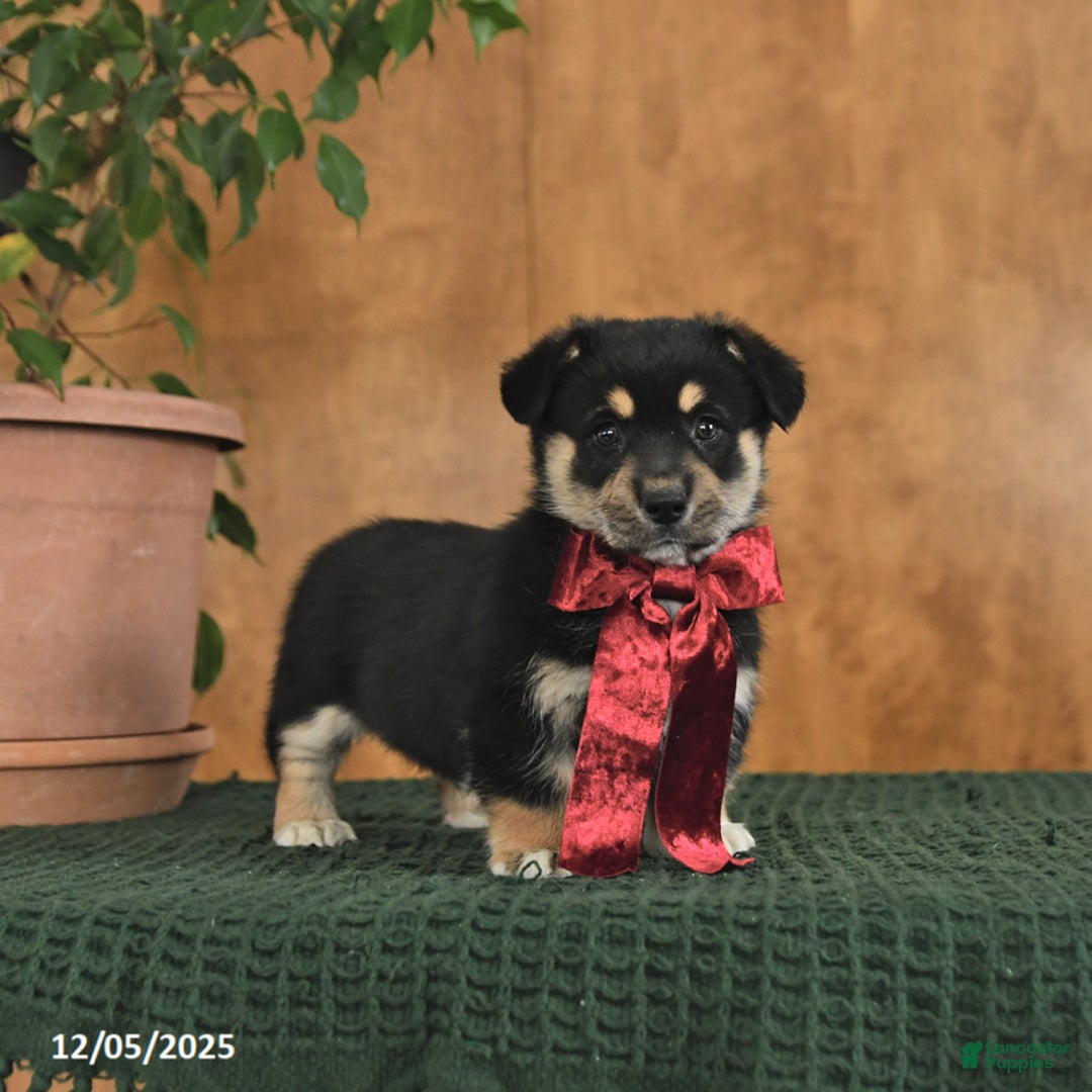 Welsh Corgi Pembroke dogs for sale: Glitter - Ad 1