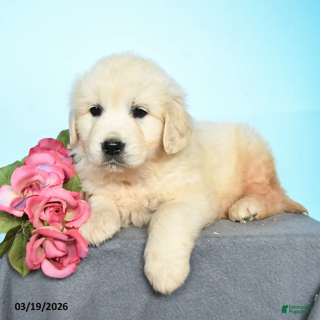 Golden Retriever dogs for sale: Dixie - Ad 3