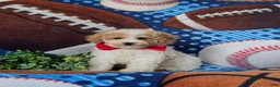 Toy Poodle dogs for sale: Sutherland - Ad 3