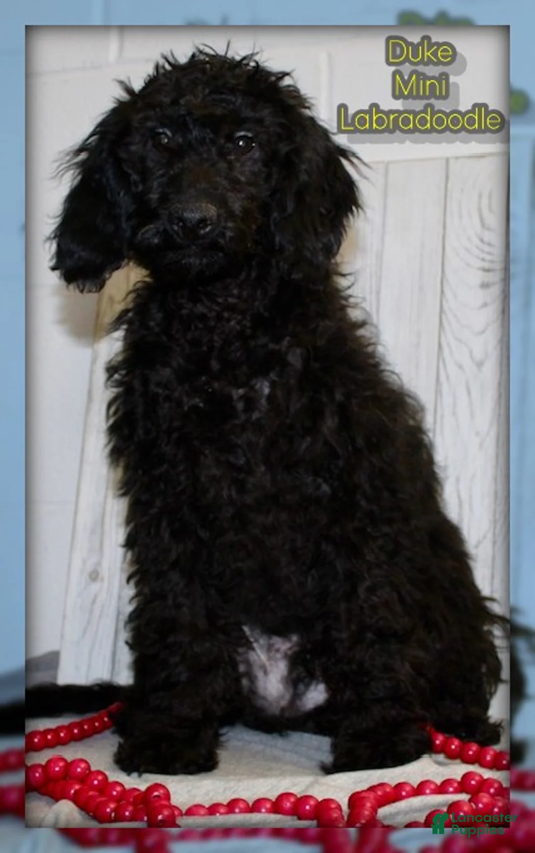 Miniature Labradoodle dogs for sale: Duke - Ad 1