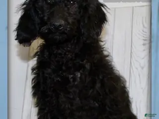 Miniature Labradoodle dogs Duke - Ad 7