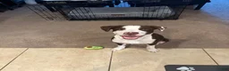 Mixed Breed dogs for sale: Mixed Breed 1 - Ad 4