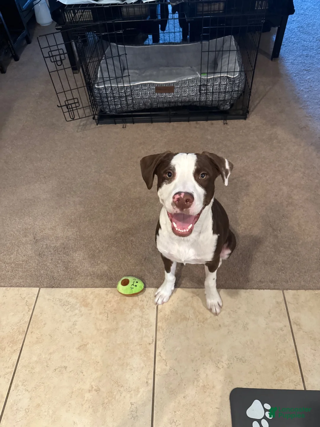 Mixed Breed dogs for sale: Mixed Breed 1 - Ad 4