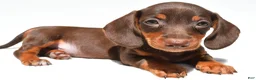 Dachshund dogs for sale: Teddy - Ad 3