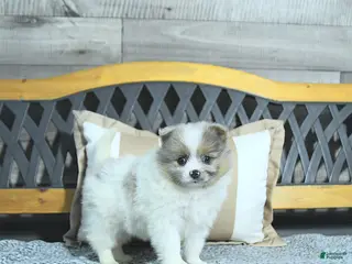 Pomeranian dogs for sale: Chloe - Ad 3