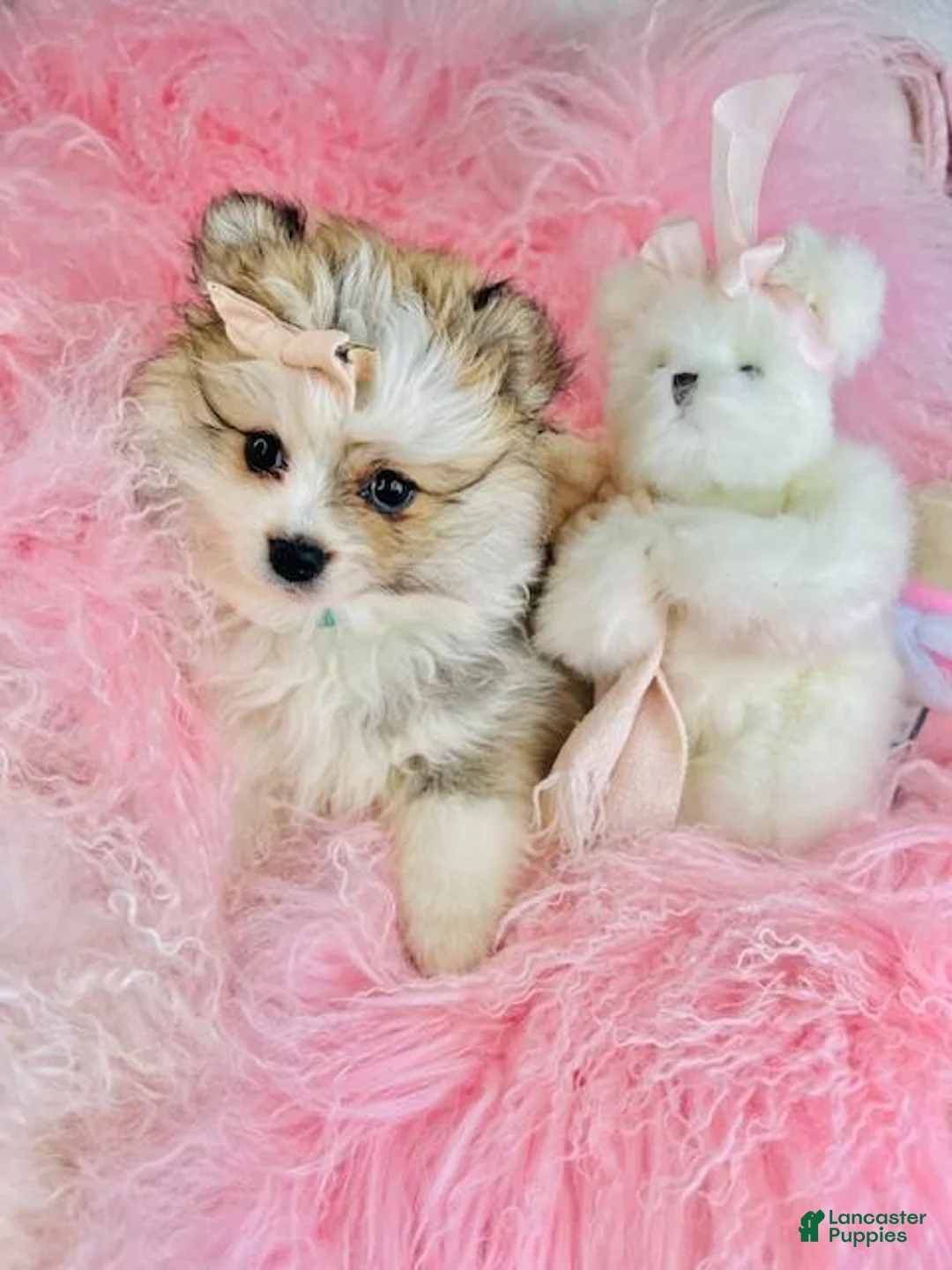 Pomeranian dogs for sale: Pomeranian Puppy 1 - Ad 1