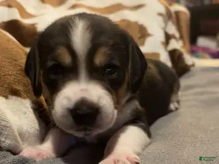 Beagle dogs Beagle 6 - Ad 36