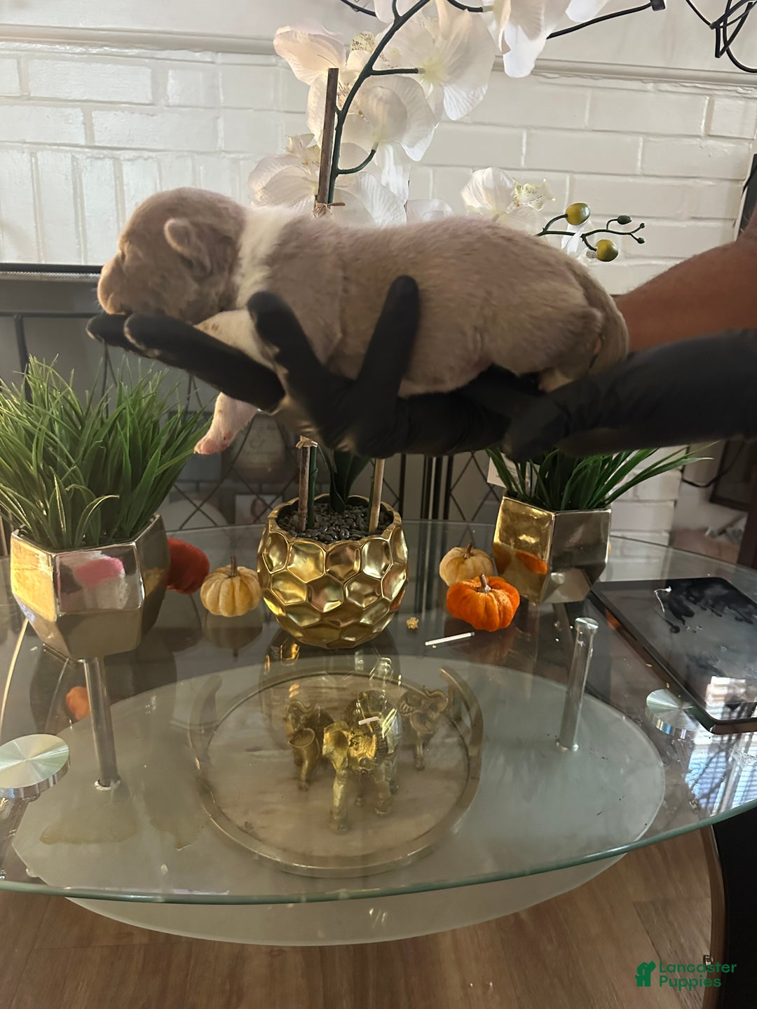 American Bully dogs for sale: American Bully Puppy 6 - Ad 3