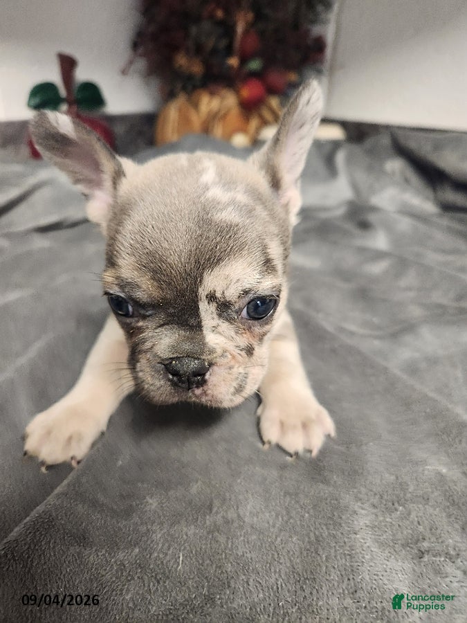 French Bulldog dogs Ashton - Ad 2