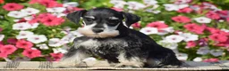 Miniature Schnauzer dogs for sale: Aubrey - Mini - Ad 5