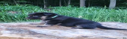 German Shepherd dogs for sale: German Shepherd 2 Tar - Ad 5