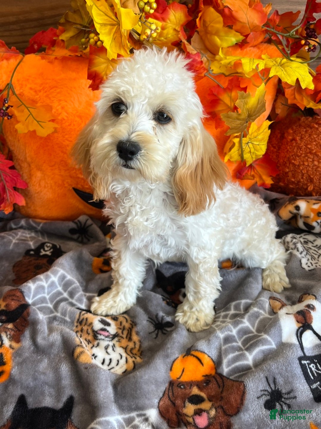 Cockapoo dogs for sale: Frann - Ad 3