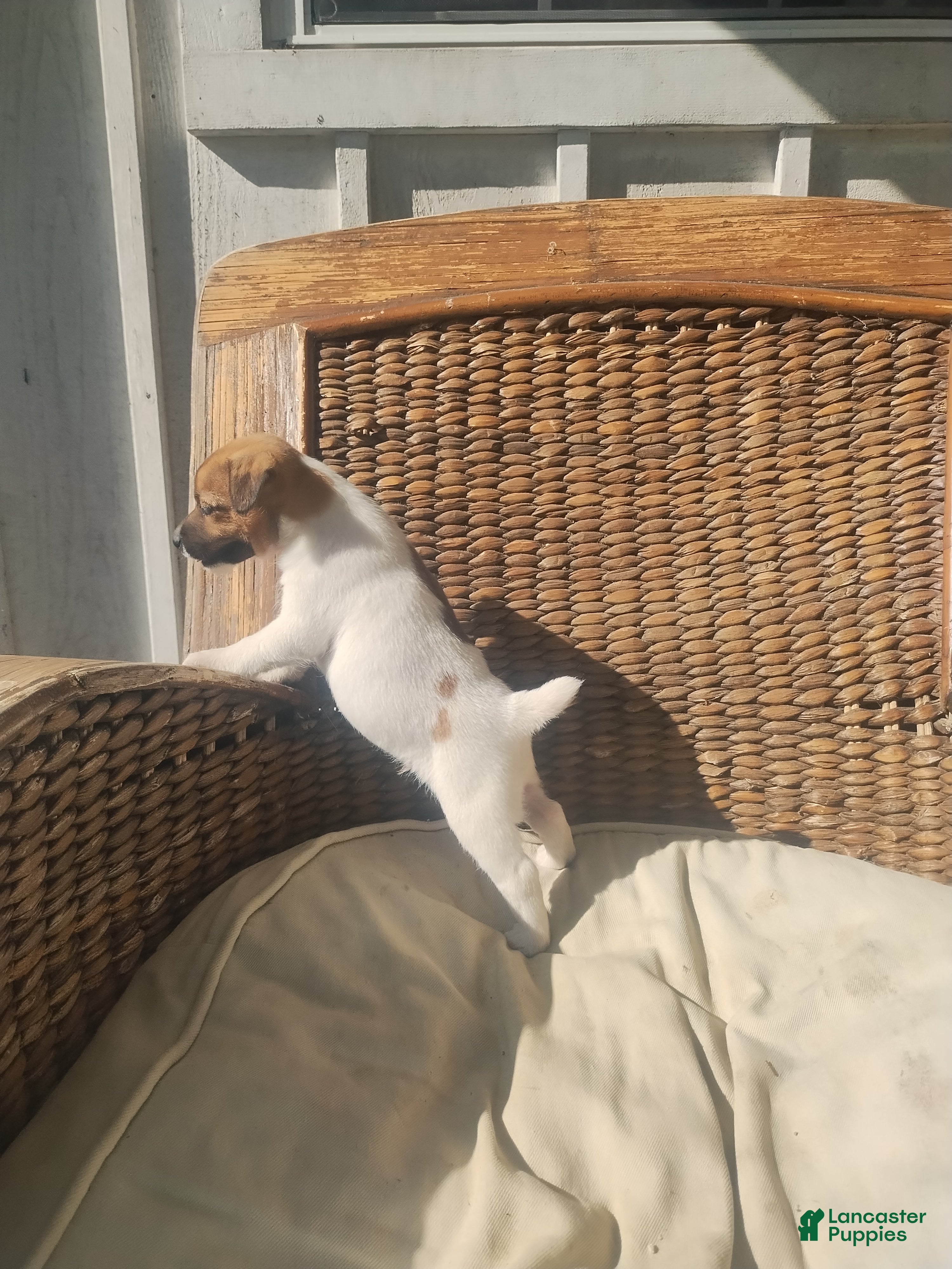 Jack Russell Terrier dogs Jack Russell Terrier 2 - Ad 2
