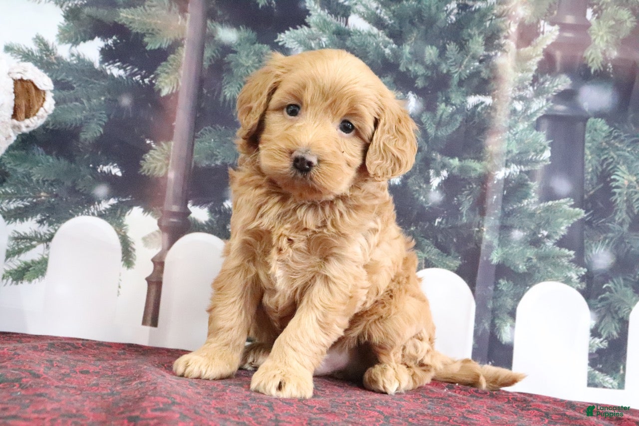 Mini Goldendoodle dogs Leo - Ad 33