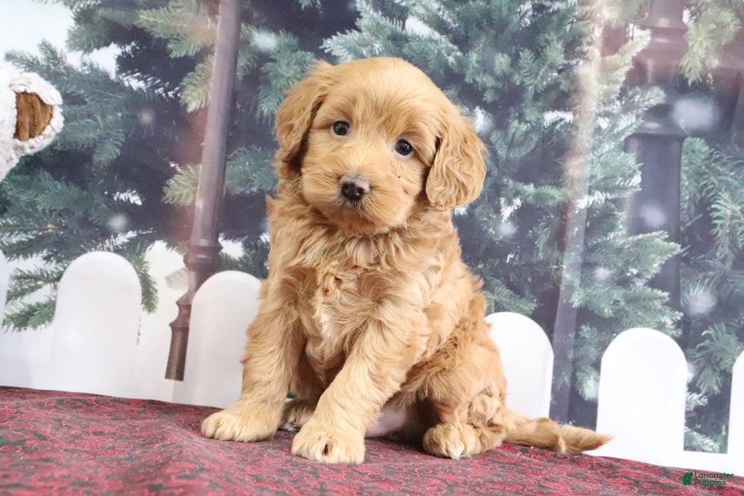 Mini Goldendoodle dogs for sale: Leo - Ad 1