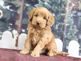 Mini Goldendoodle dogs Leo - Ad 18