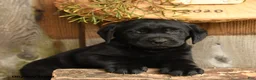 Labrador Retriever dogs for sale: Jet - Ad 2