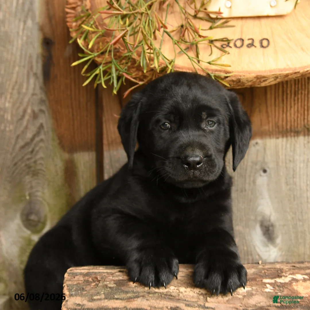 Labrador Retriever dogs for sale: Jet - Ad 2