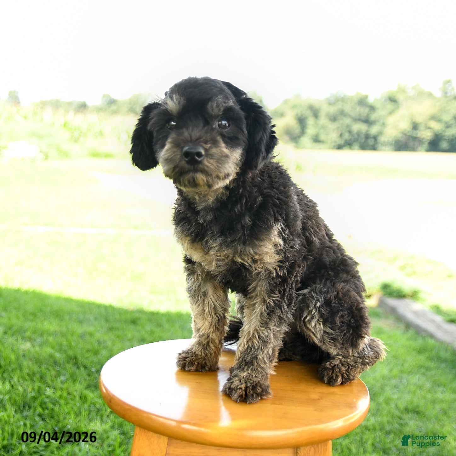 Maltipoo dogs for sale: Shadow - Ad 3