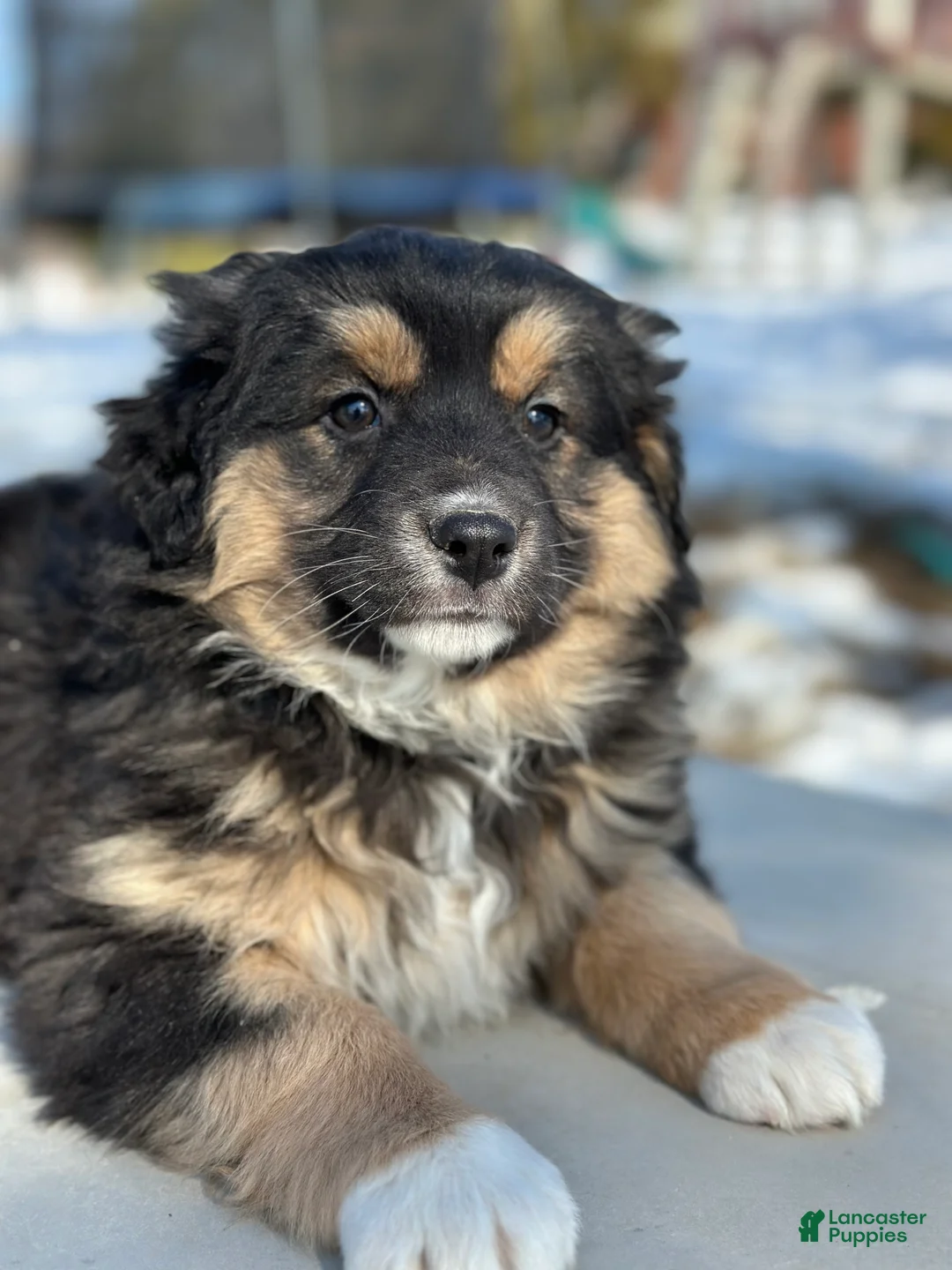 Australian Shepherd dogs for sale: Nora - Ad 2