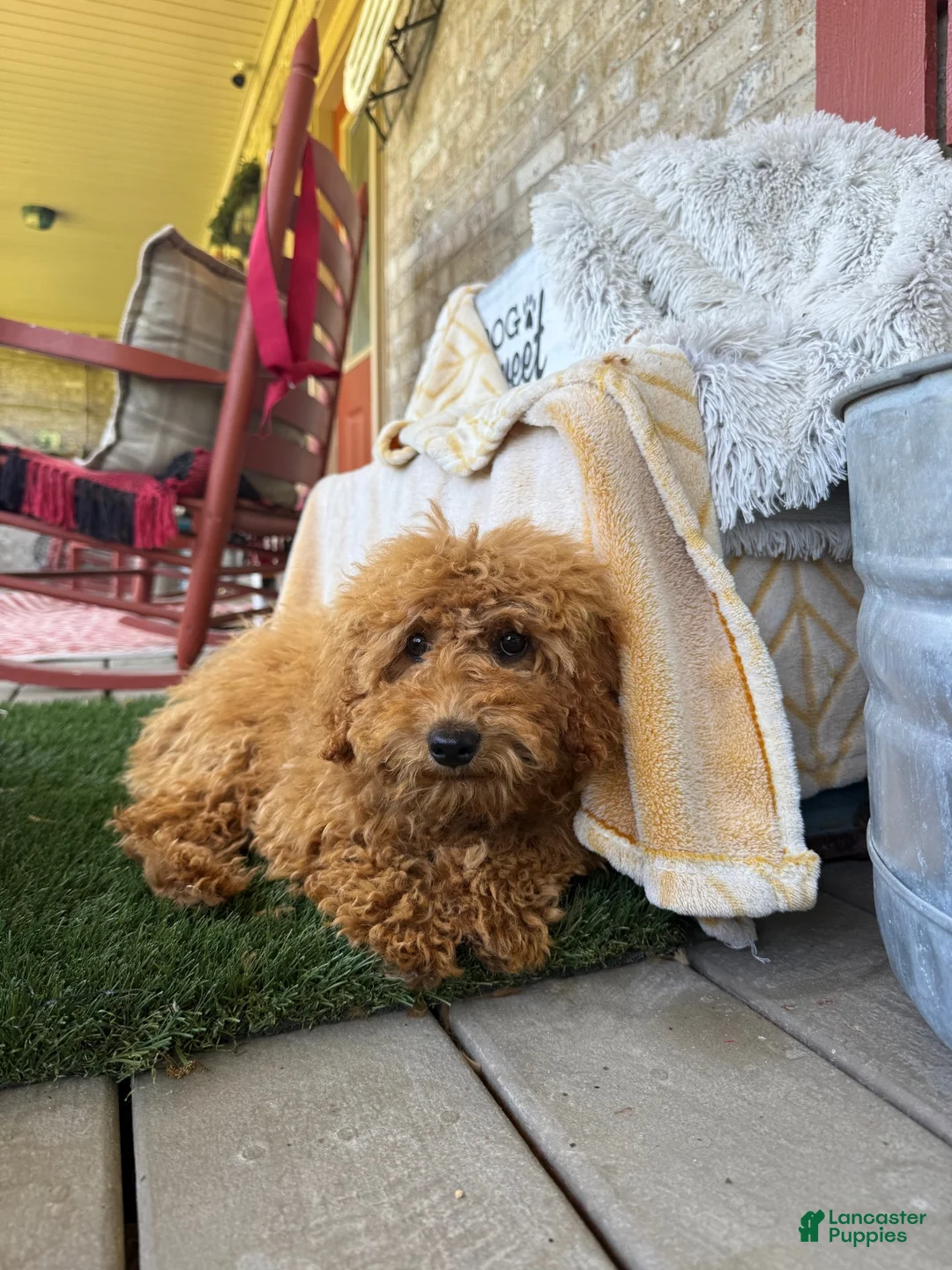 Mixed Breed dogs for sale: Jewels - Ad 1