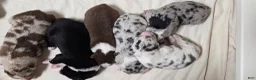 Australian Shepherd dogs for sale: Fox - Ad 3