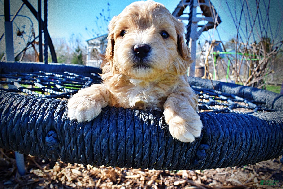 Havapoo dogs Magic - Ad 7