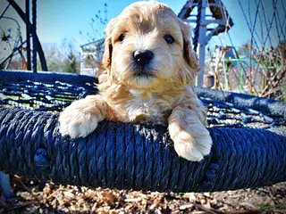 Havapoo dogs Magic - Ad 19